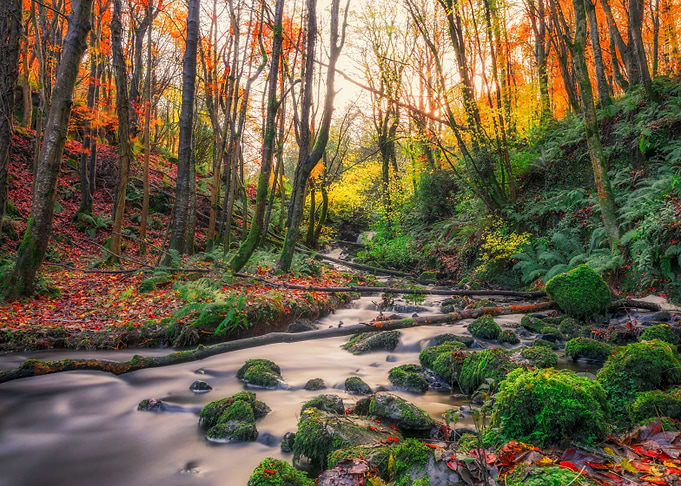 Autumn Stream
