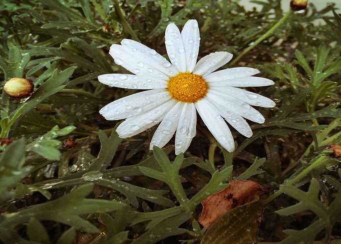 Morning Flower