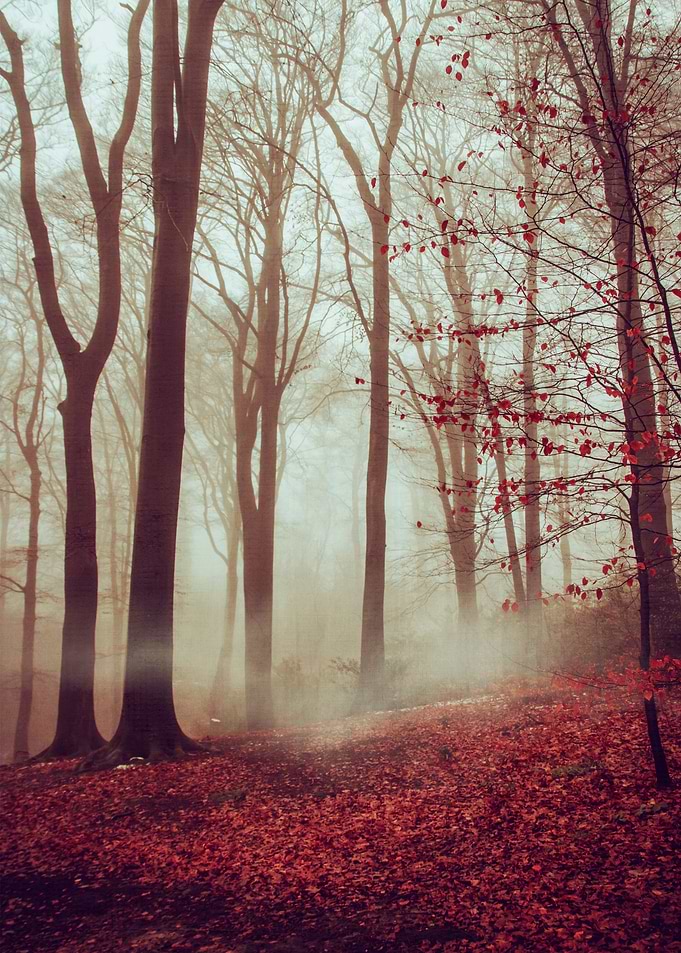 late fall forest