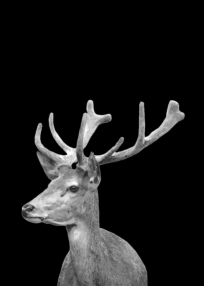 Deer Black