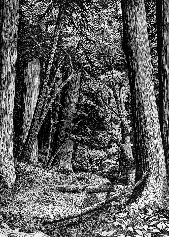 red woods