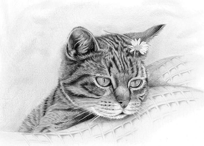 Figaro the Cat