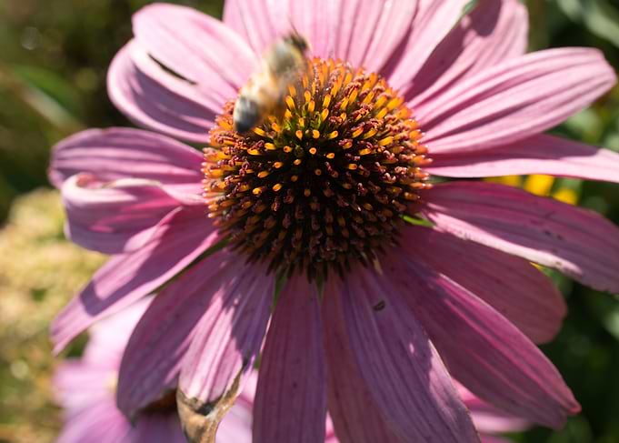 LargePurpleFlower