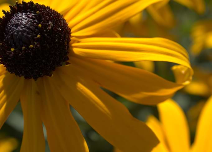 Summer Time Yellow