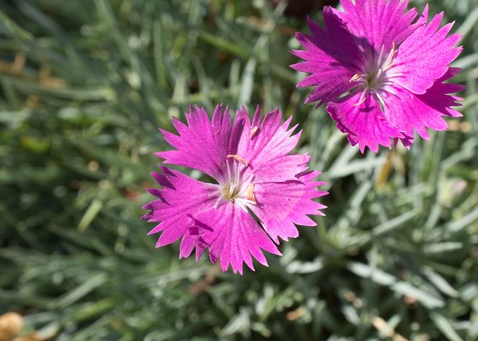 PurpleFlowersCloseUp