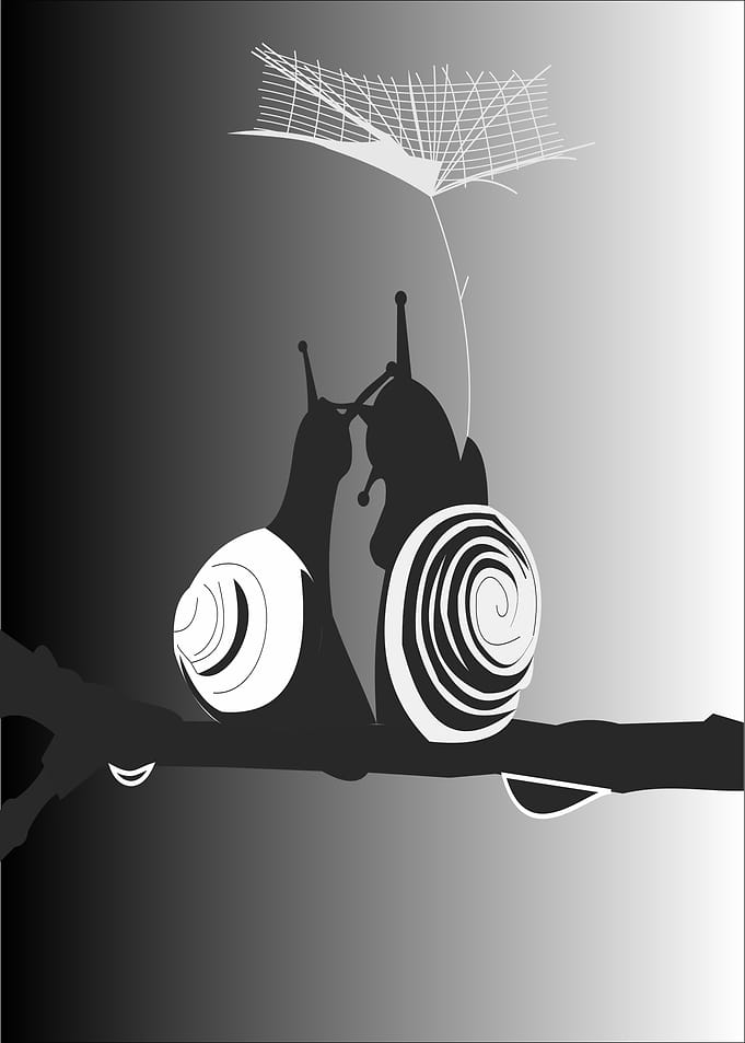 snails on rain