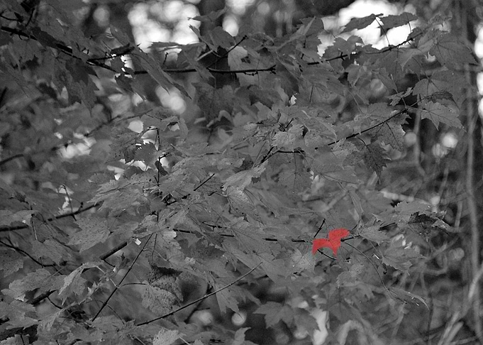 A Touch of Autumn