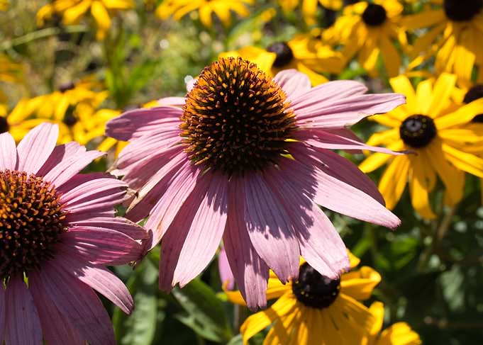 PurpleAndYellowFlowers