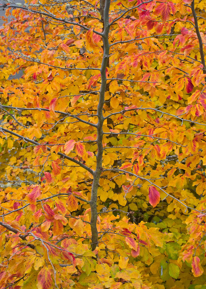 Fall Leaves 3