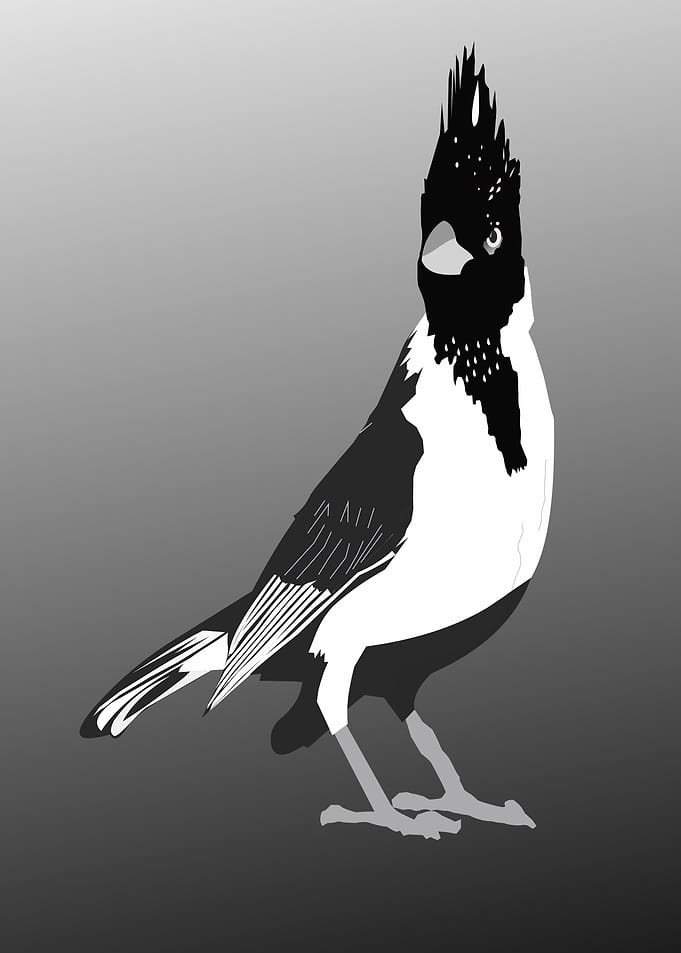 black feathers