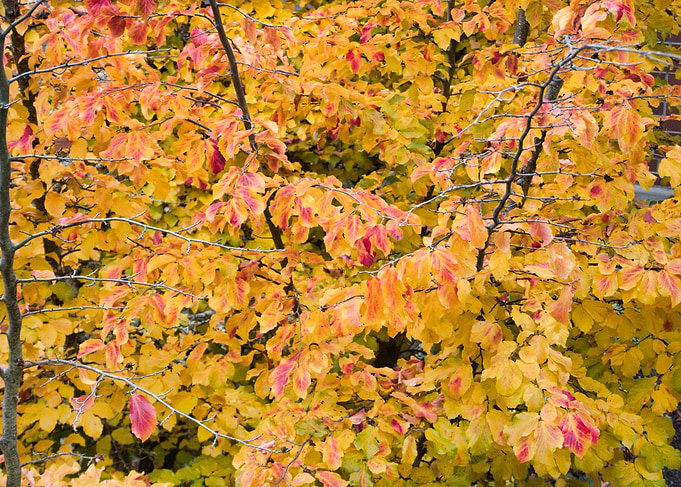 Fall Leaves 3