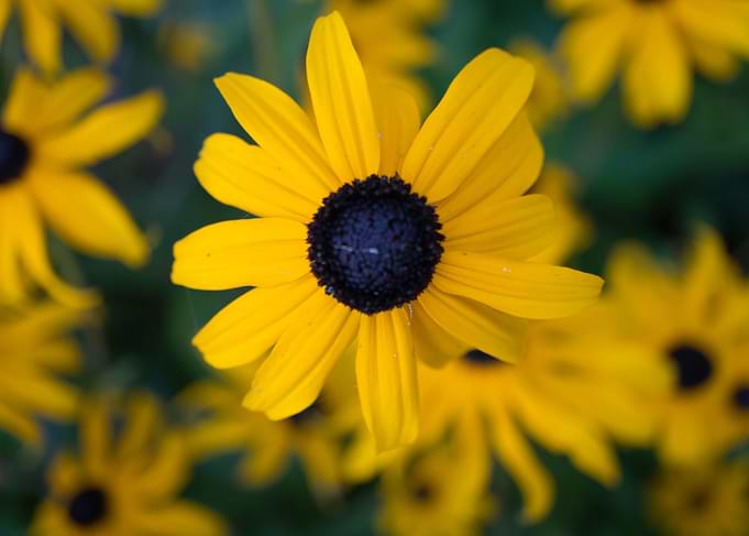 SummerYellowAgain
