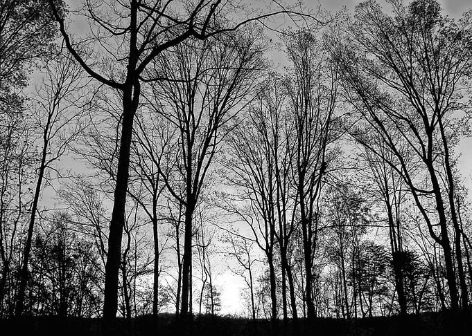 Winter Morn