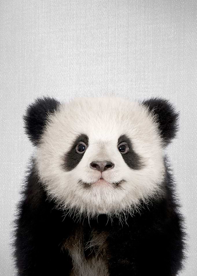 Baby Panda Bear Colorful