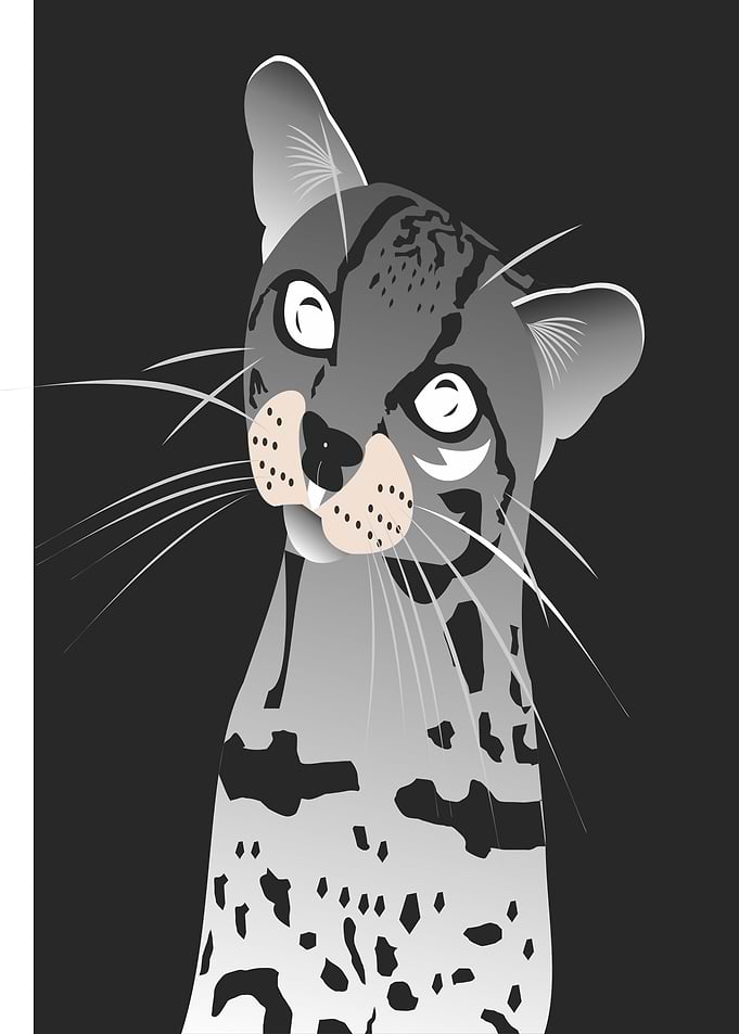 Leopard cat