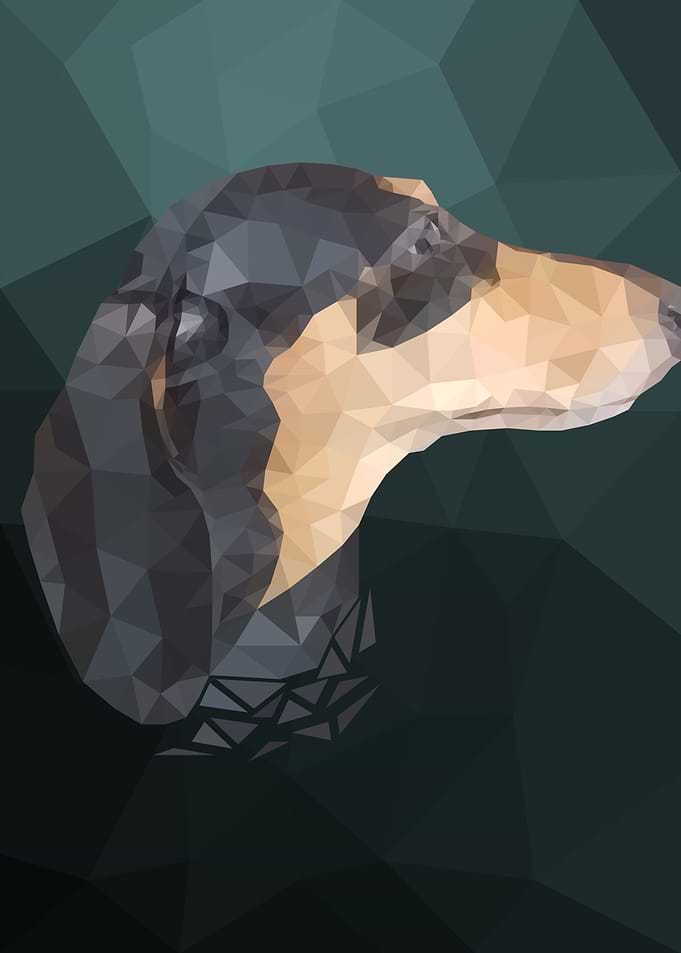 Dachshund Poly