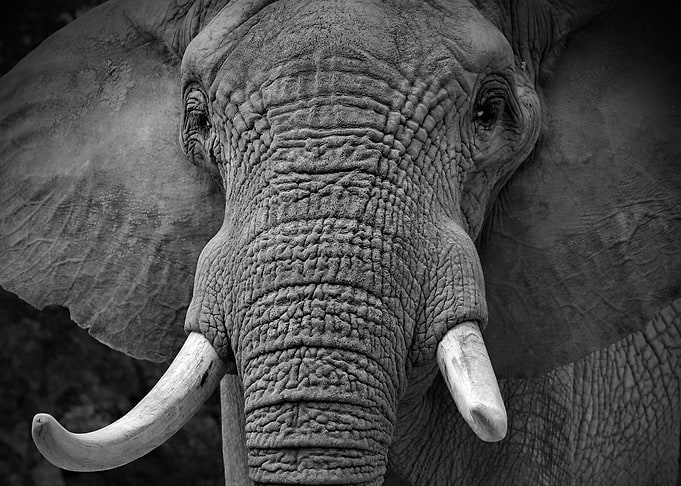 Elephant Portrait Big 5