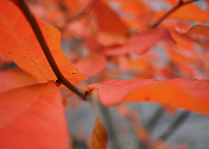 Fall Leaves 5