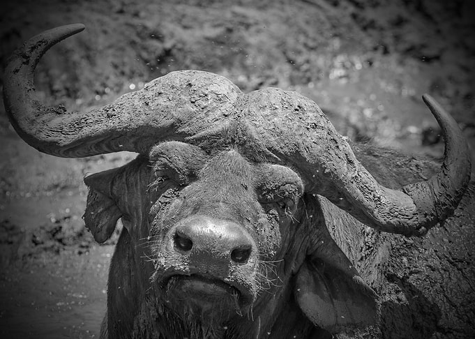 Buffalo Portrait Big 5