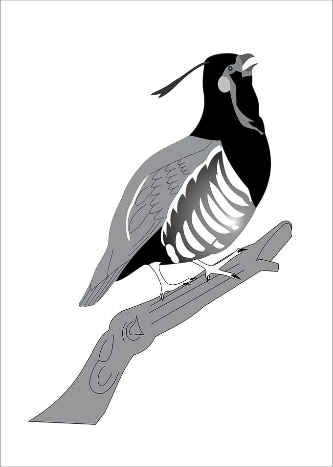 pheasant