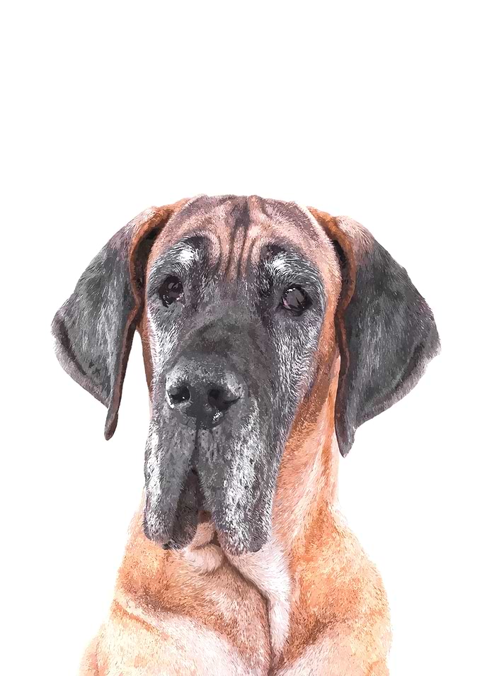 Great Dane