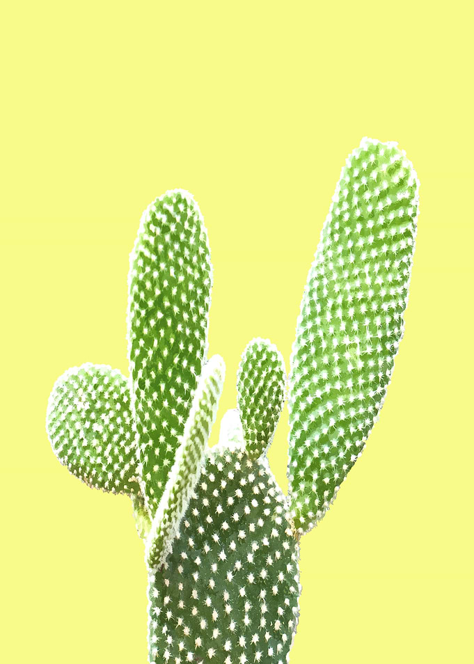 Cactus Yellow Background