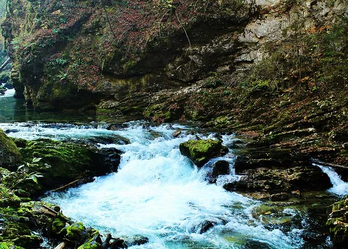 Forest stream