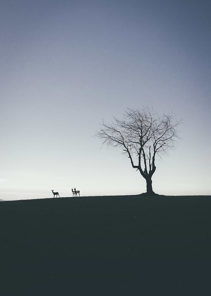 Roedeers