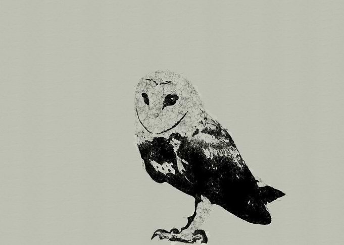 Cute Owl