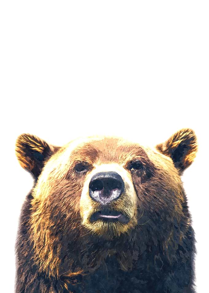 Bear Portrait