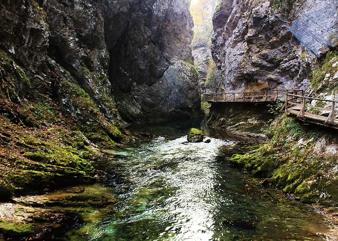 Forest stream