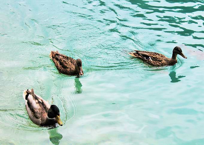 Ducks