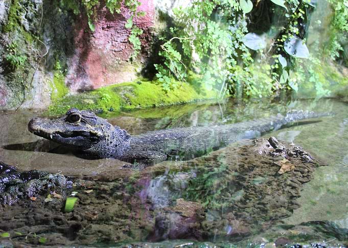Baby alligator