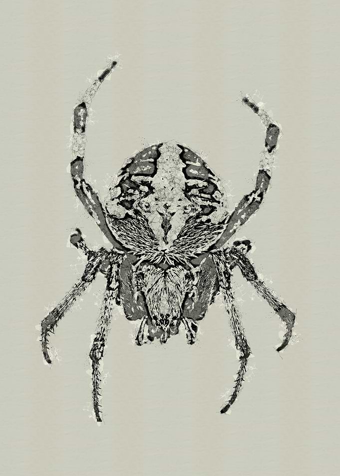 Spider