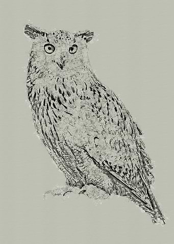 Eagle Owl