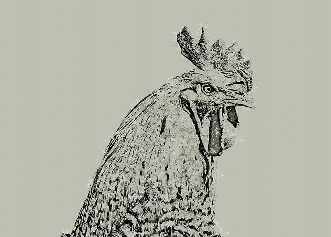 Rooster