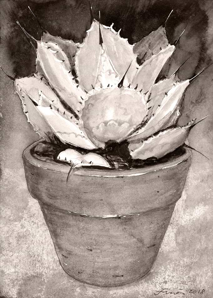 Agave
