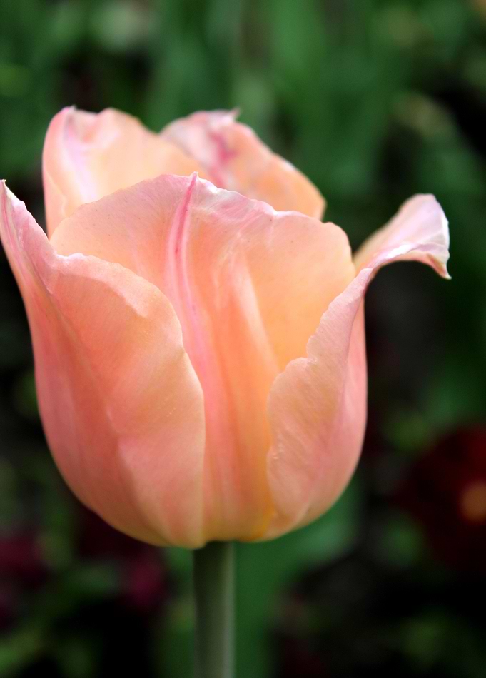 Lonely tulip