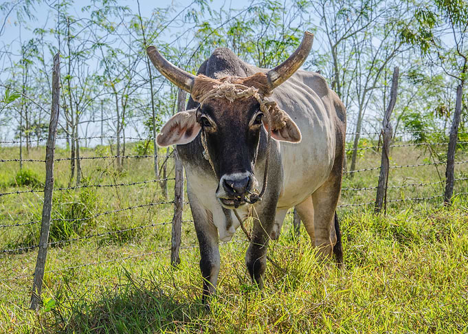 Cuban Ox