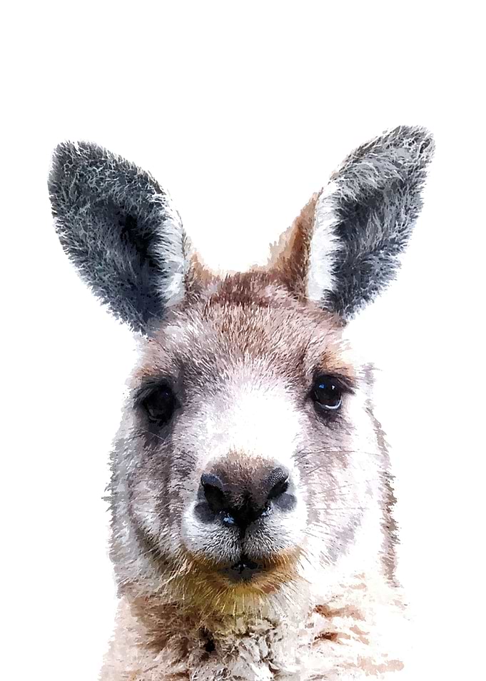 Kangaroo
