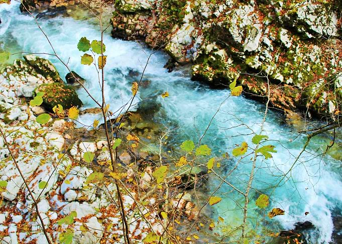 River in forest