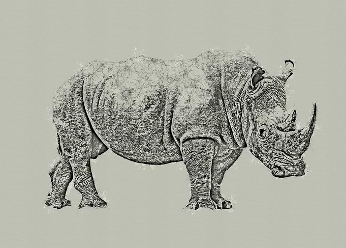 Rhino