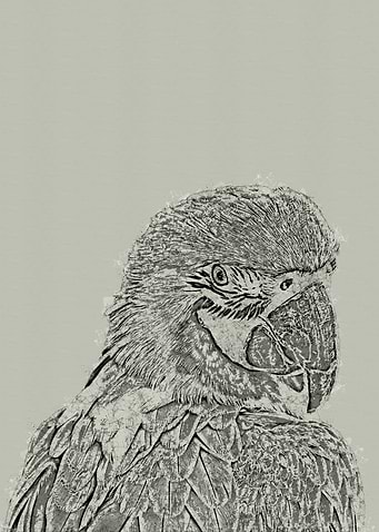 Parrot