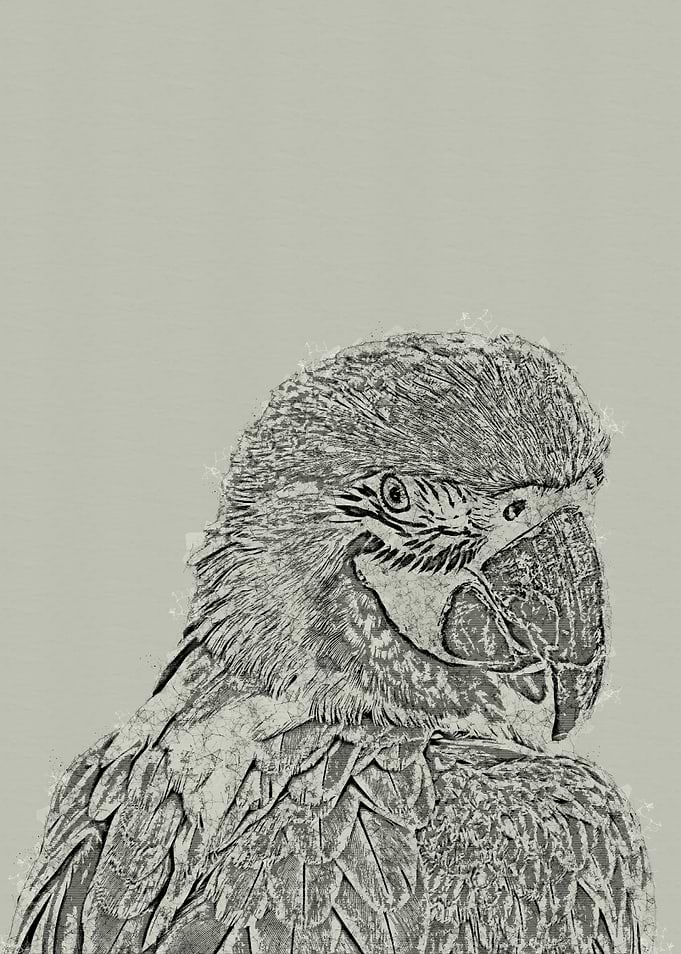 Parrot