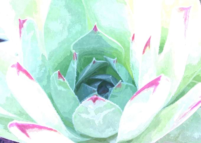 Succulent Green Pink