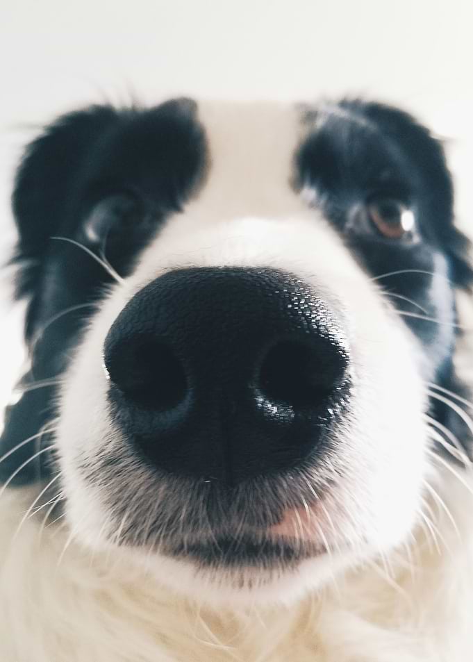 Boop
