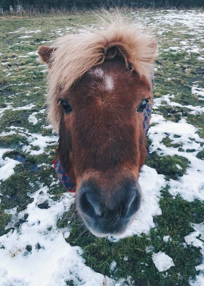 Whats with the Long Face