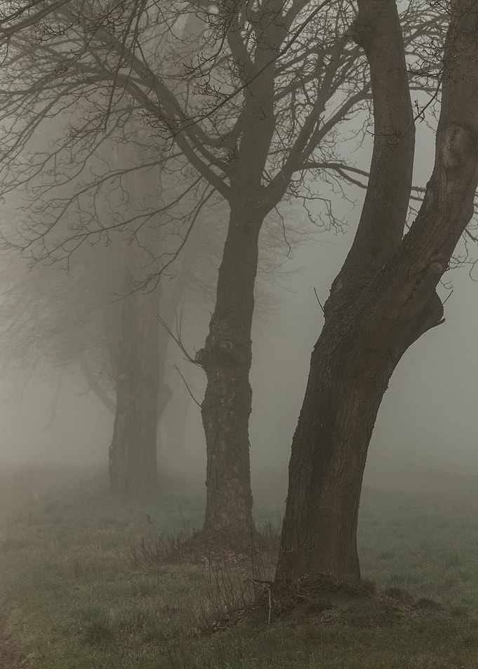 Trees in the fog
