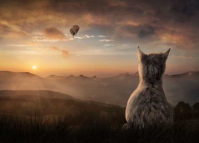 Der Traum der Katze