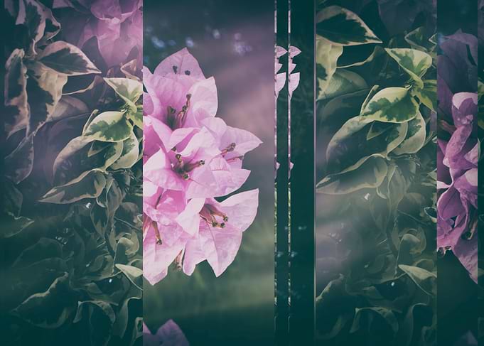 BOUGAINVILLEA